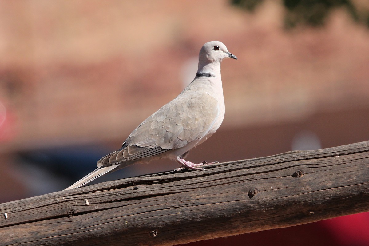 Eurasian Collared-Dove - ML636928944