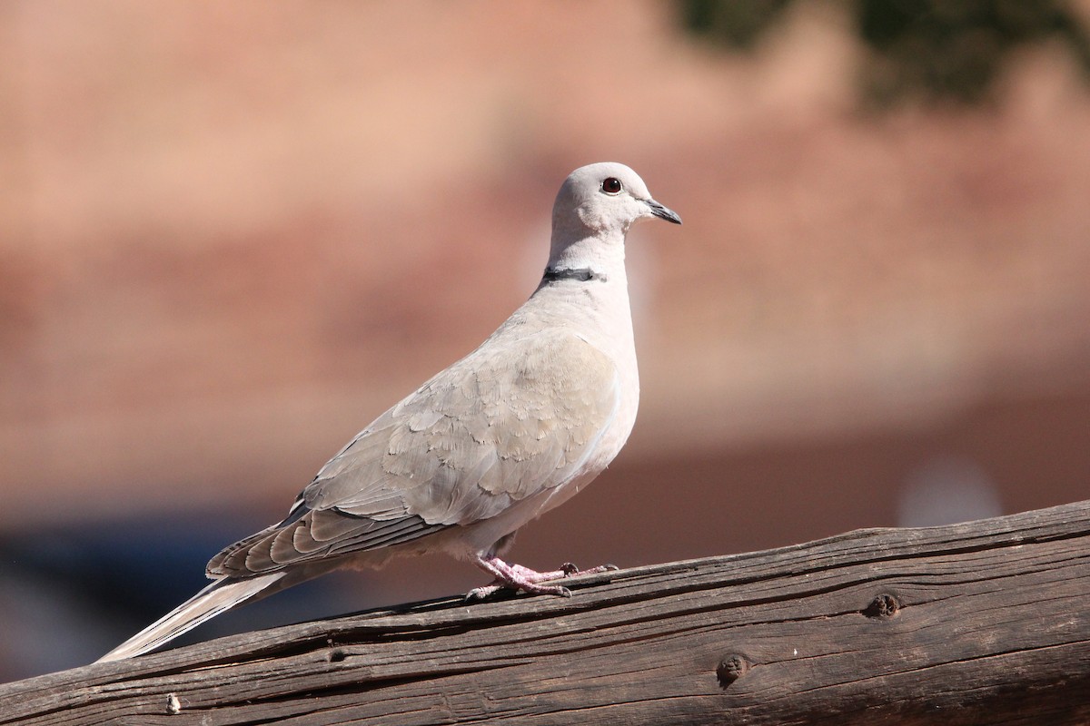 Eurasian Collared-Dove - ML636928945