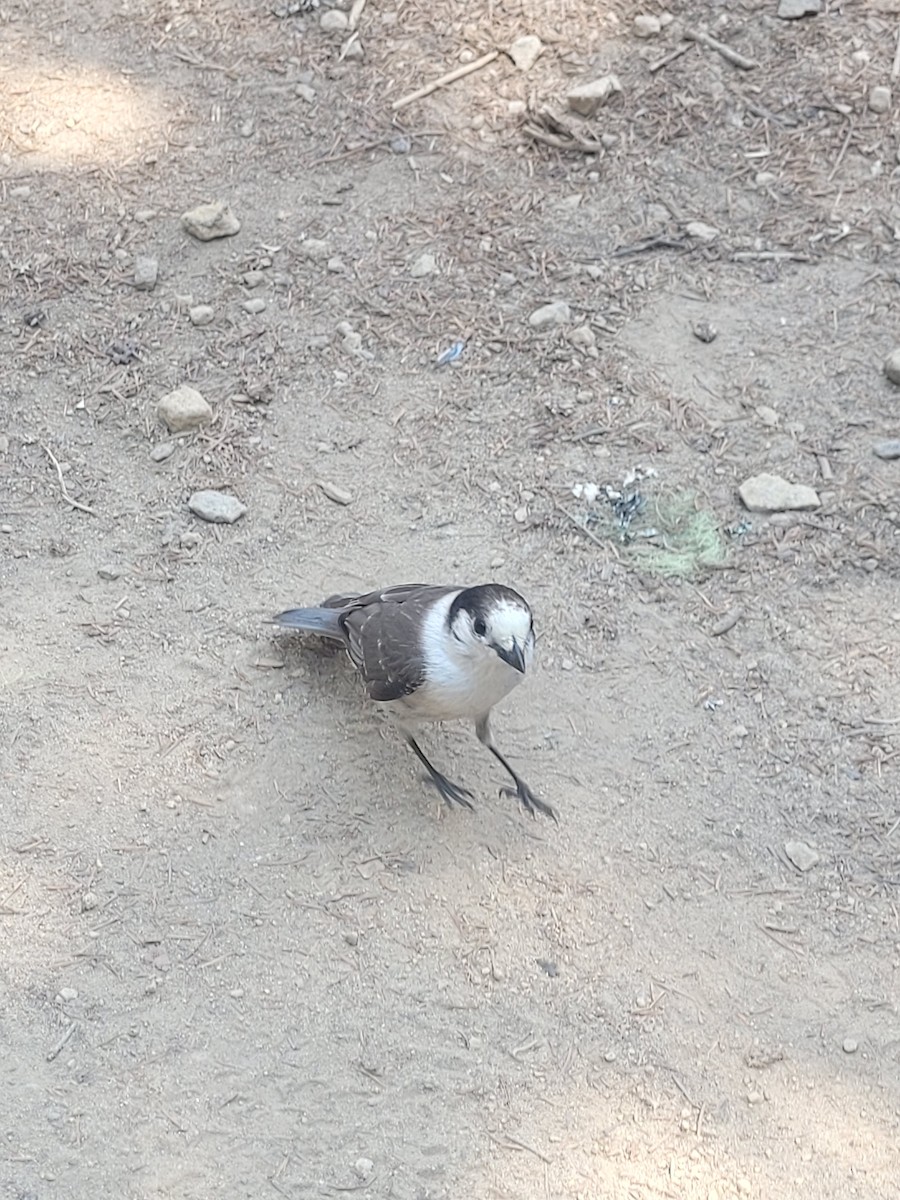 Canada Jay - ML636928973