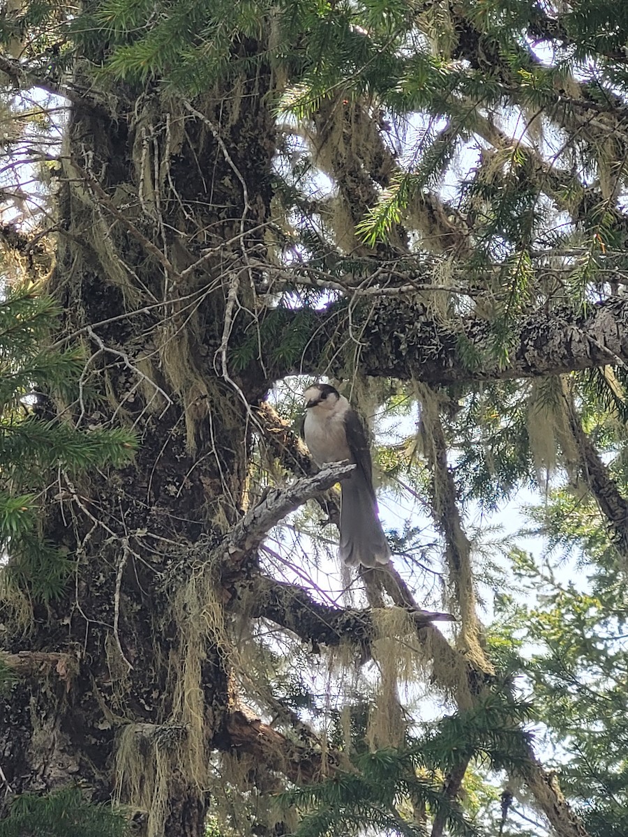 Canada Jay - ML636928989