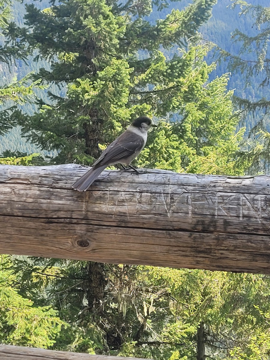 Canada Jay - ML636929013