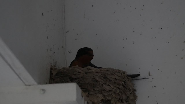 家燕(erythrogaster) - ML636929036