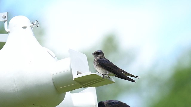 Purple Martin - ML636929078