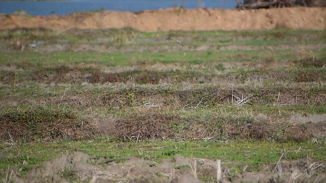 Rain Quail - ML636929085