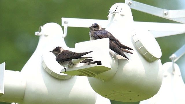 Purple Martin - ML636929091