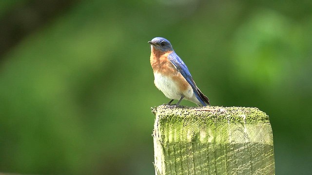 Eastern Bluebird - ML636929097