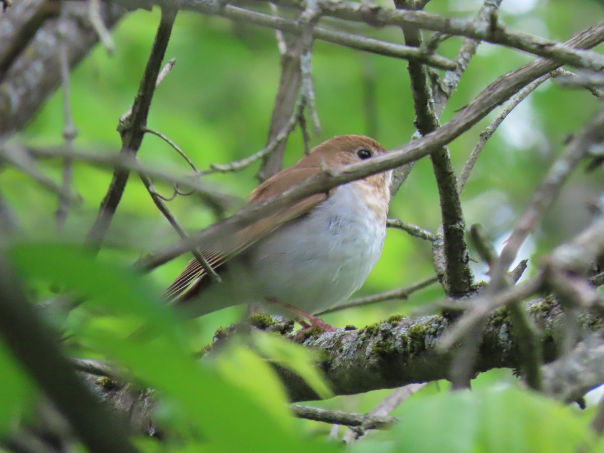 Veery - ML636929098