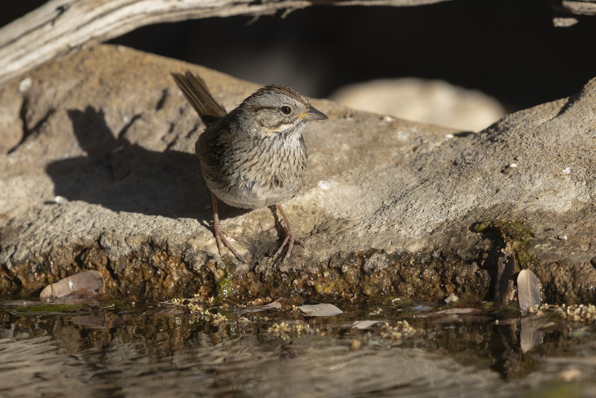 Lincoln's Sparrow - ML636929099