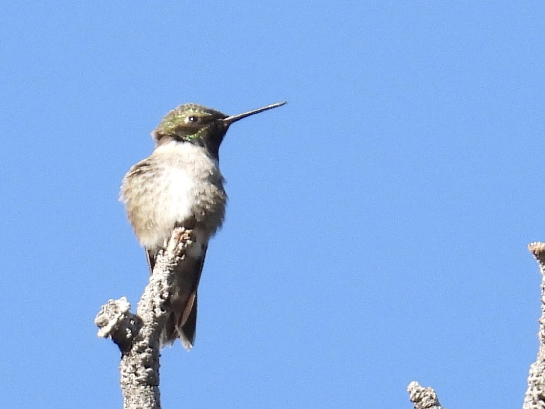 Black-chinned Hummingbird - ML636929112