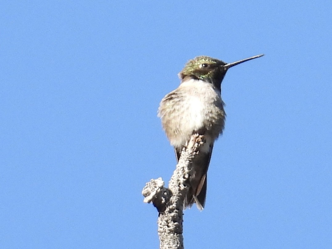 Black-chinned Hummingbird - ML636929113