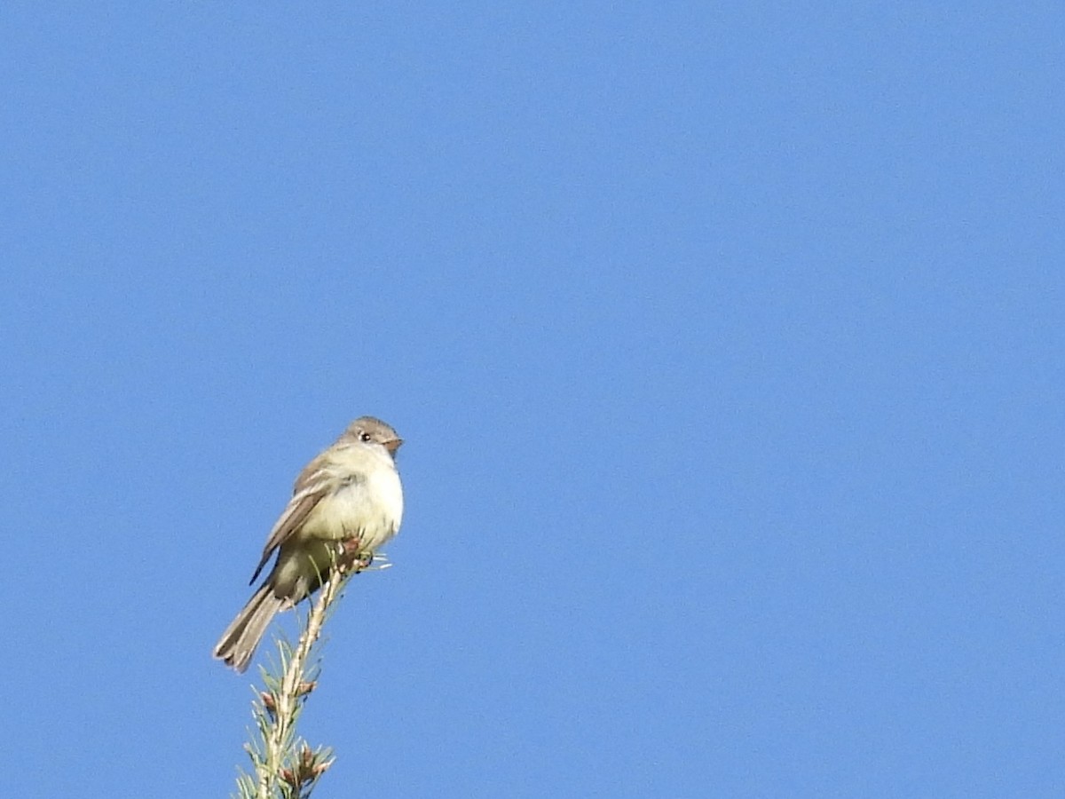 Dusky Flycatcher - ML636929114