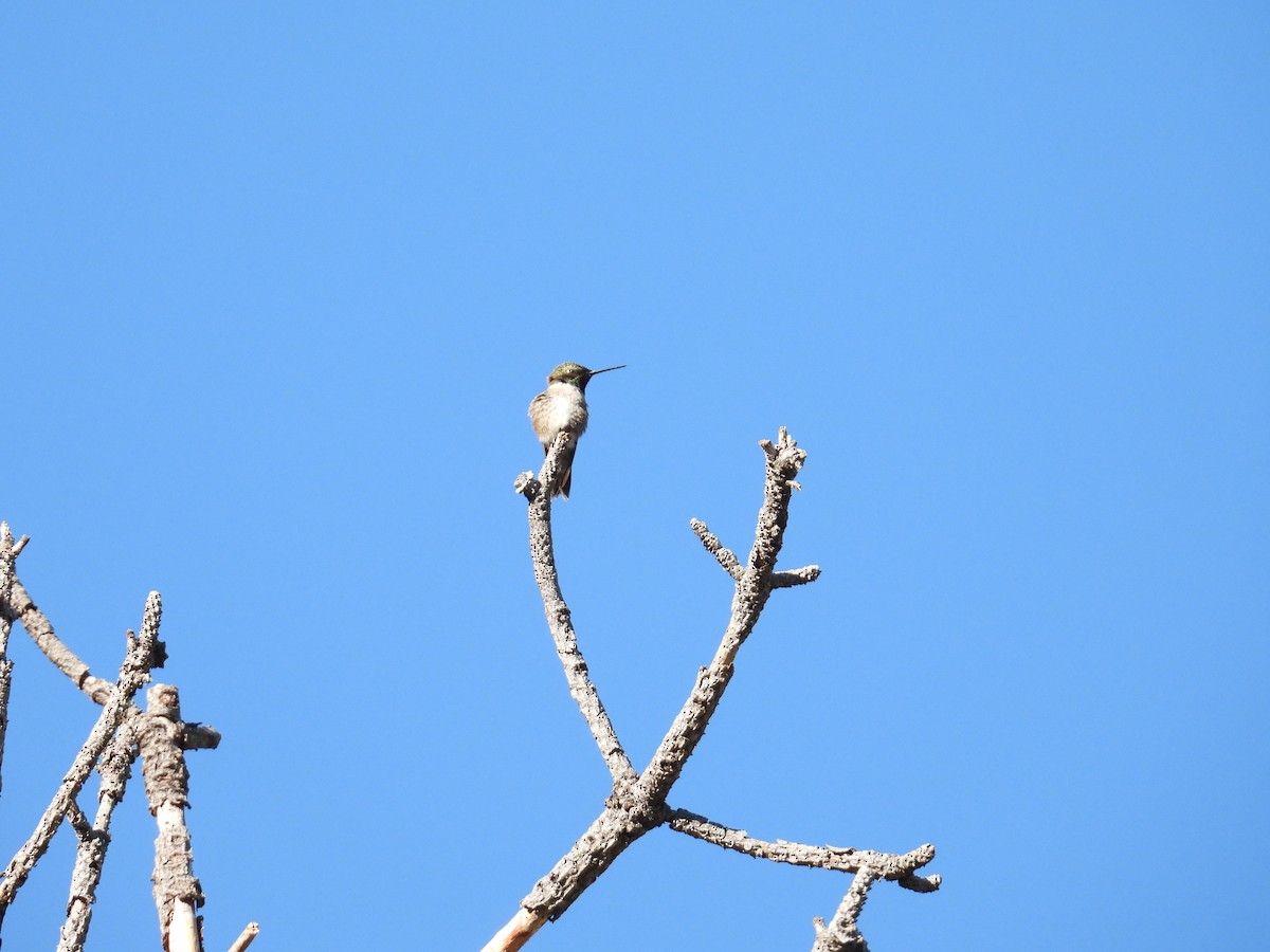 Black-chinned Hummingbird - ML636929159