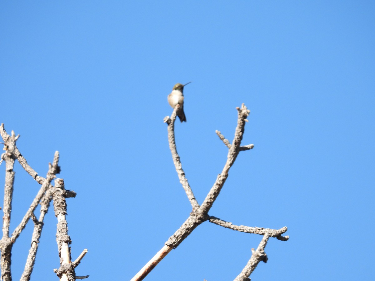 Black-chinned Hummingbird - ML636929160