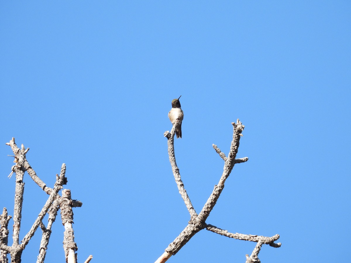 Black-chinned Hummingbird - ML636929161