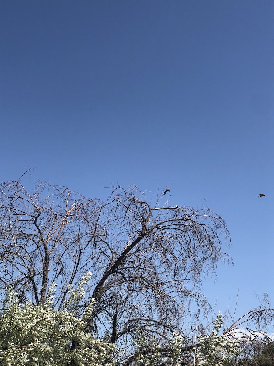 Oriole de Bullock - ML636929173