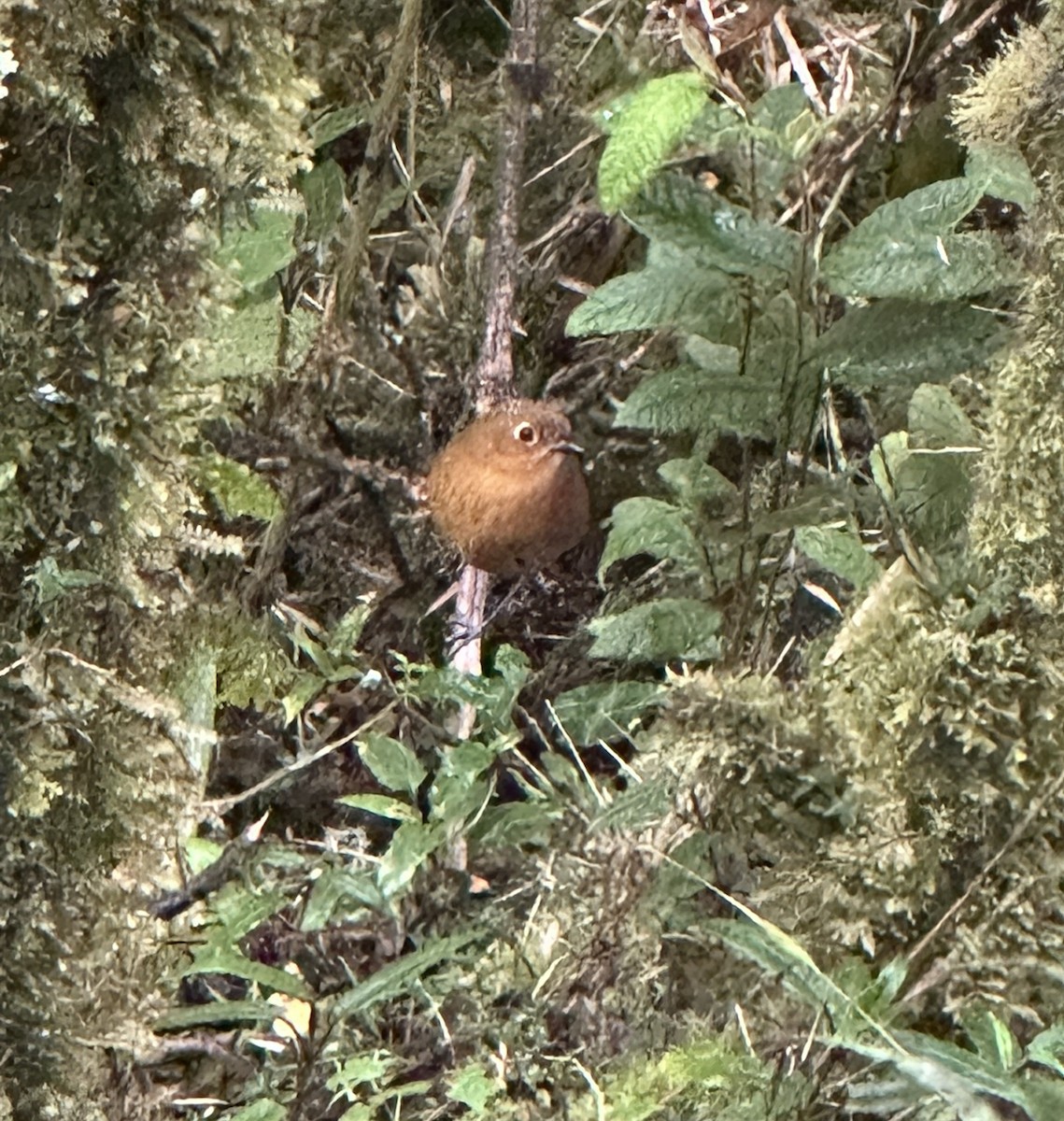 Urubamba Antpitta - ML636929278
