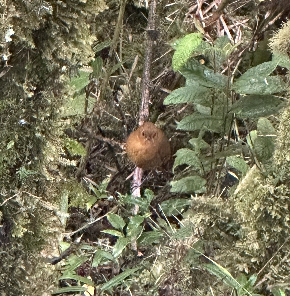 Urubamba Antpitta - ML636929279
