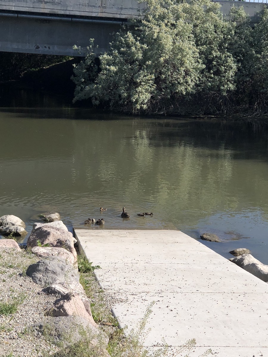 Canard colvert - ML636929309