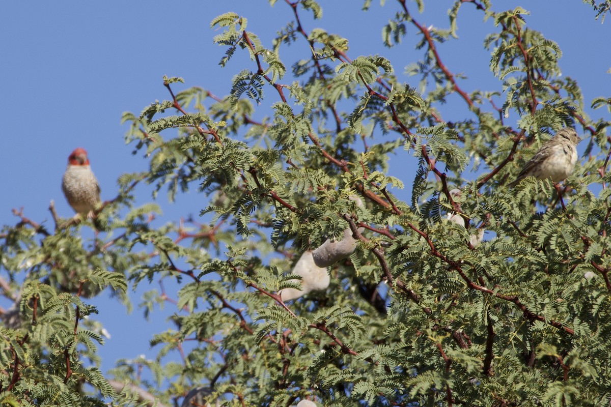 Red-headed Finch - ML636929351