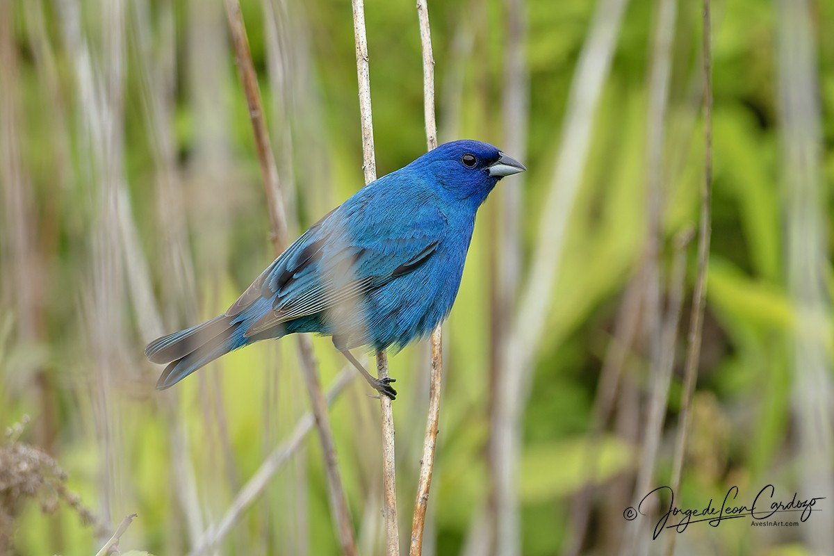 Indigo Bunting - ML636929401