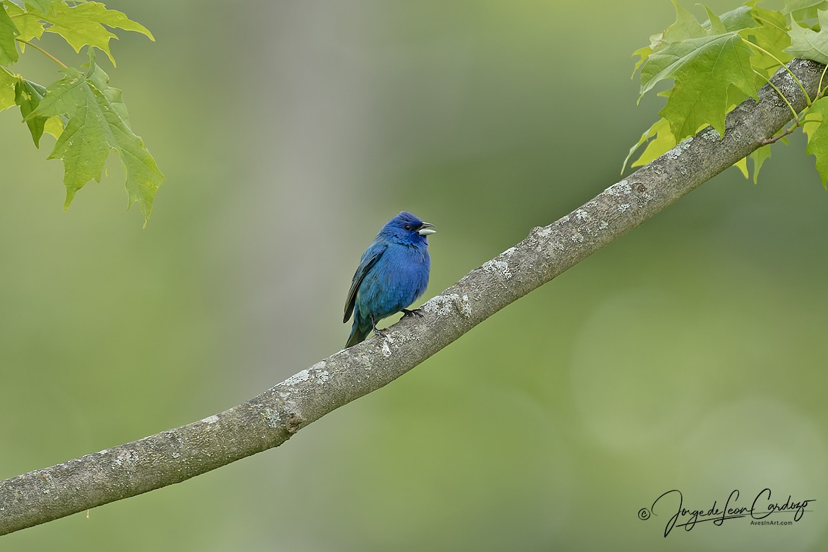 Indigo Bunting - ML636929402