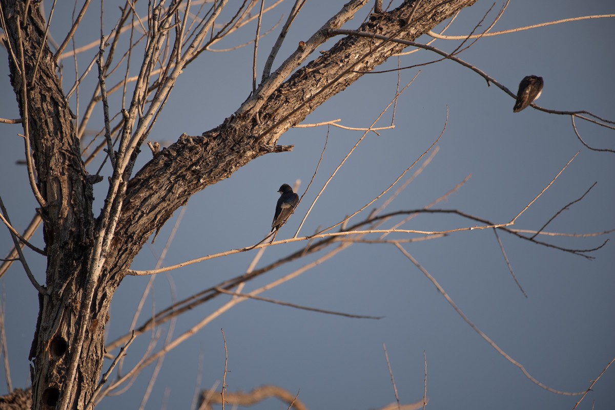 Tree Swallow - ML636929424