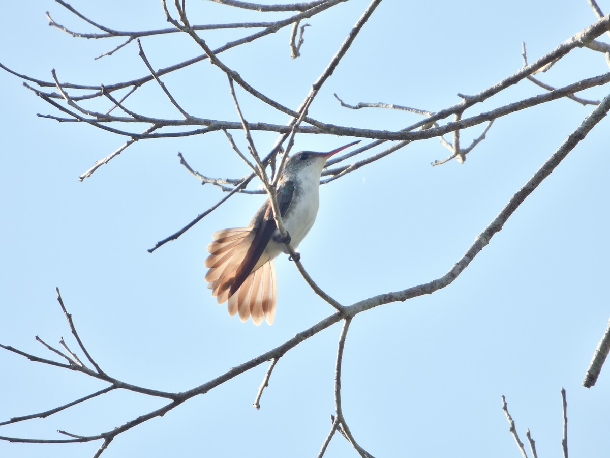 White-bellied Emerald - ML636929504