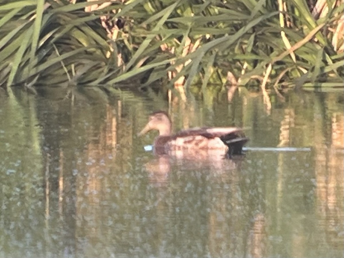 Mallard x Mexican Duck (hybrid) - ML636929543