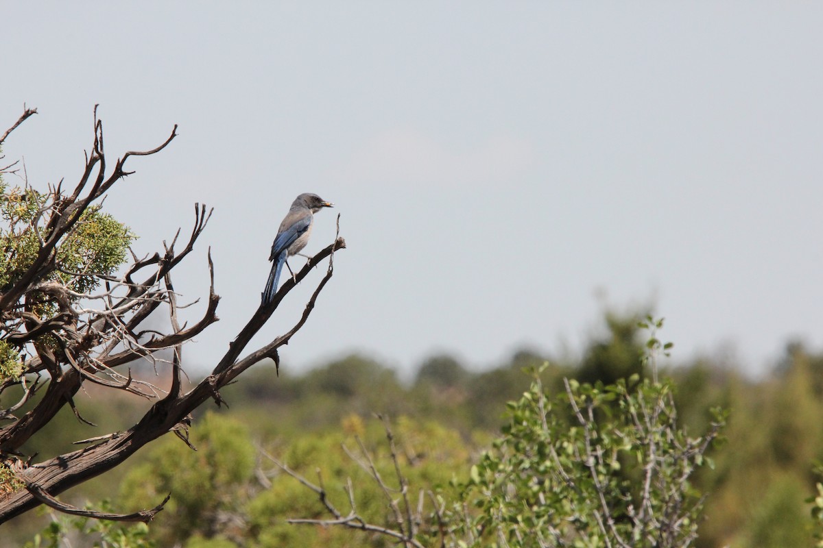Woodhouse's Scrub-Jay - ML636929582