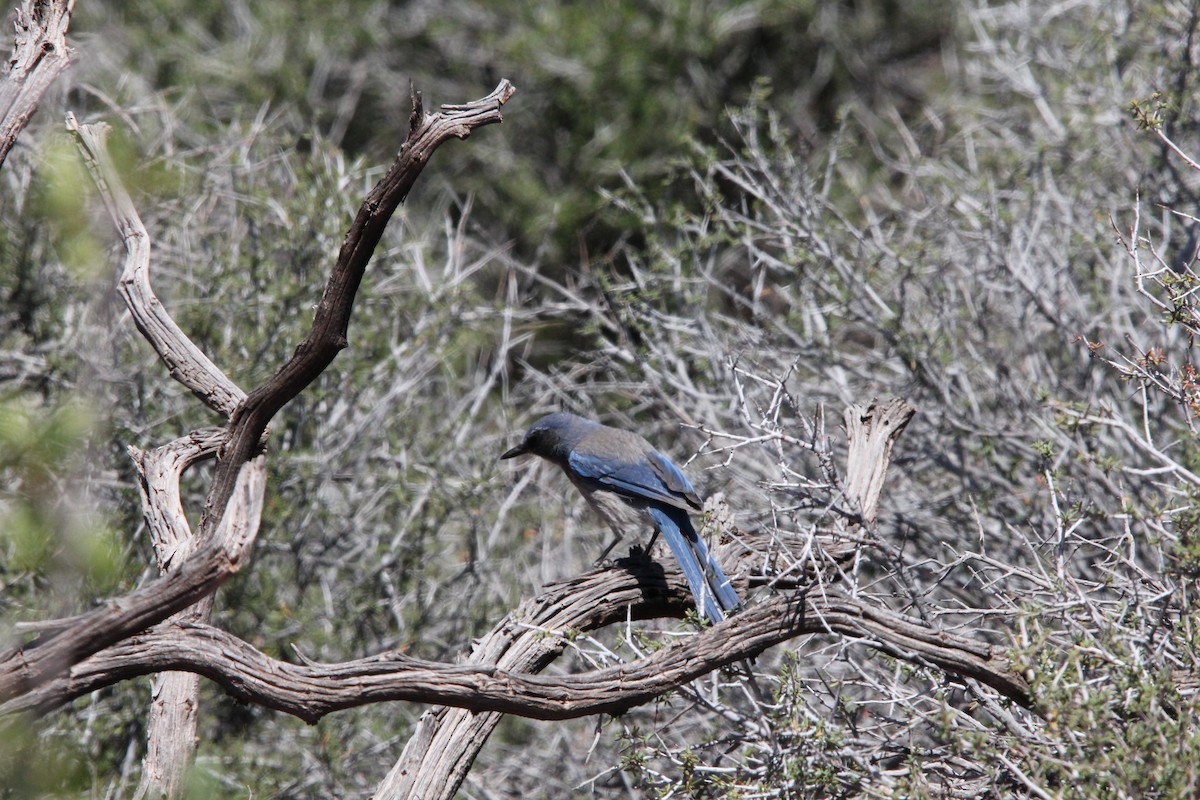 Woodhouse's Scrub-Jay - ML636929586