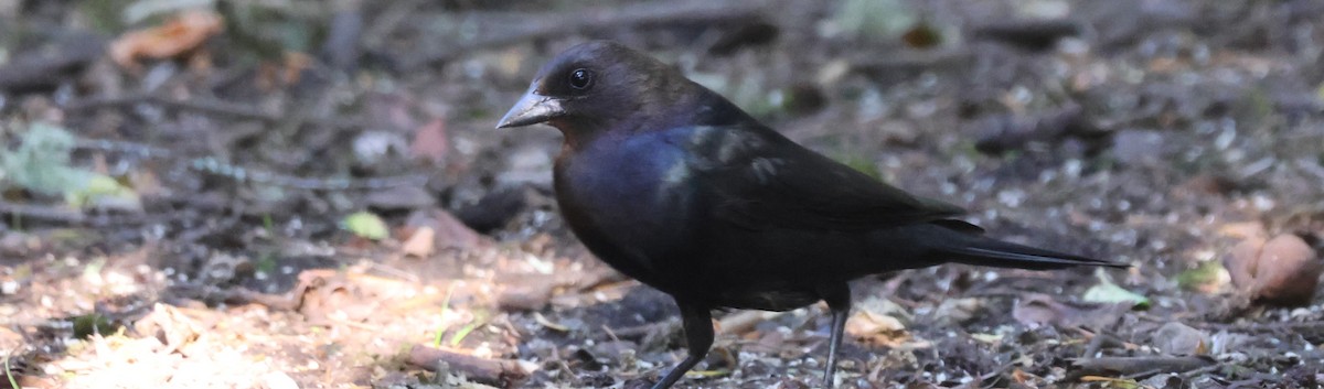 Brown-headed Cowbird - ML636929606
