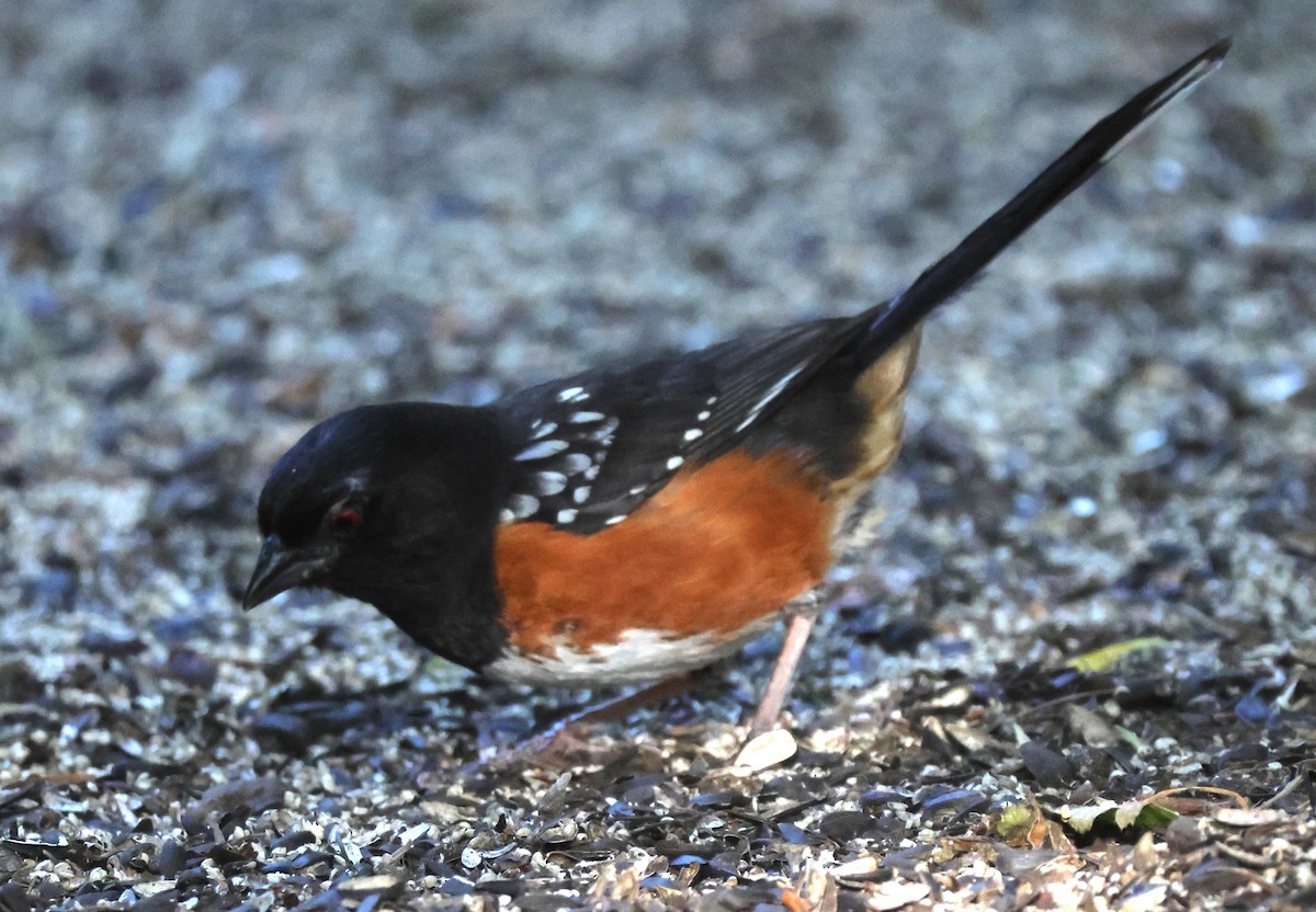 Spotted Towhee - ML636929617
