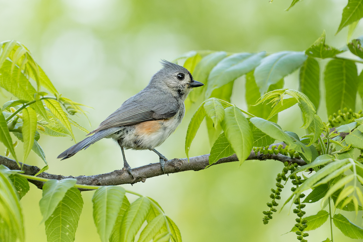 Tufted Titmouse - ML636929619