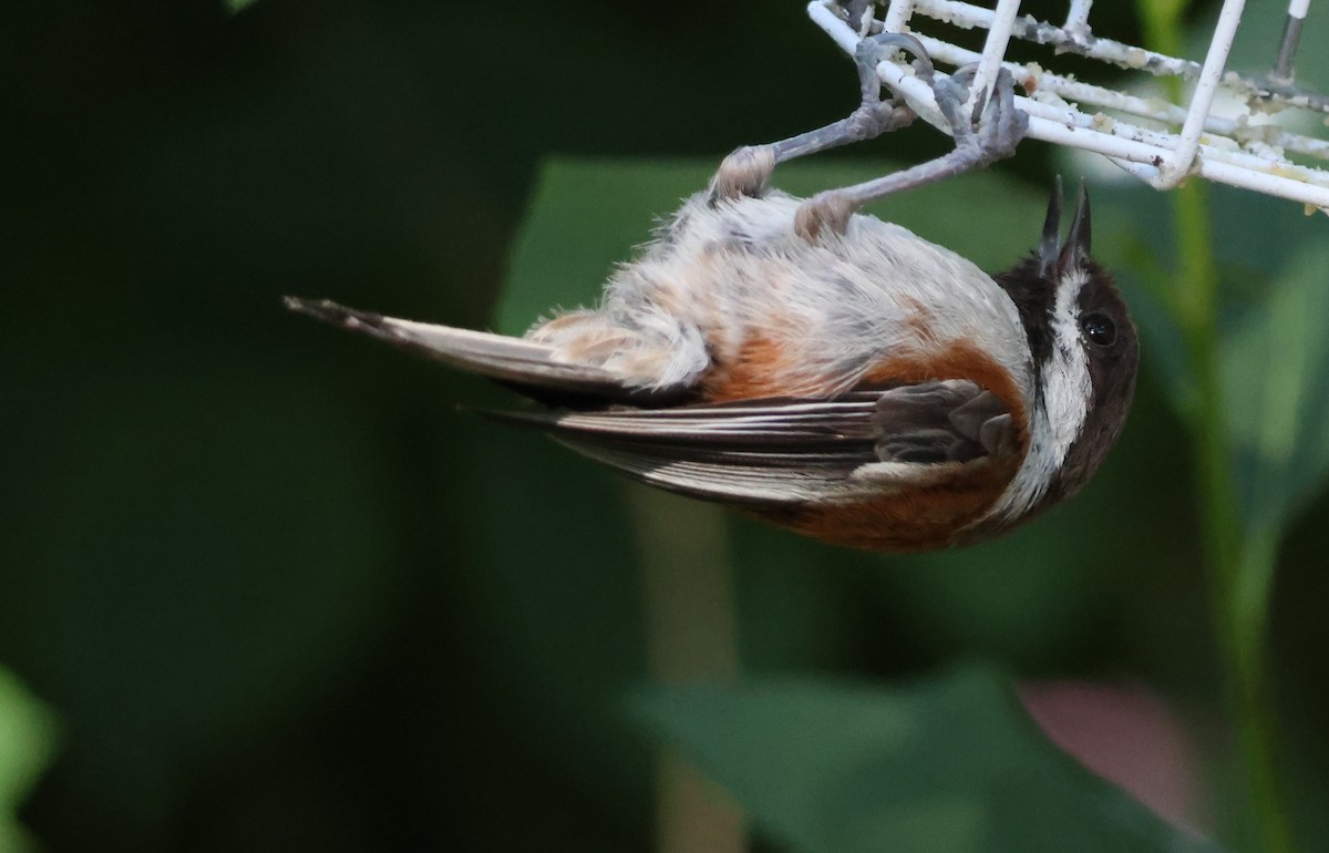 Chestnut-backed Chickadee - ML636929631
