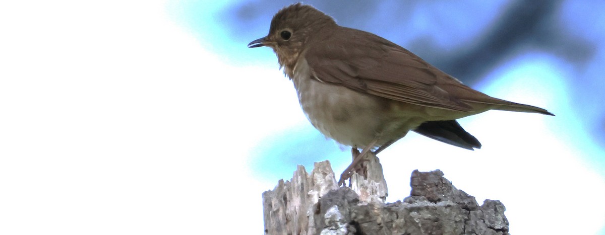 Swainson's Thrush - ML636929676
