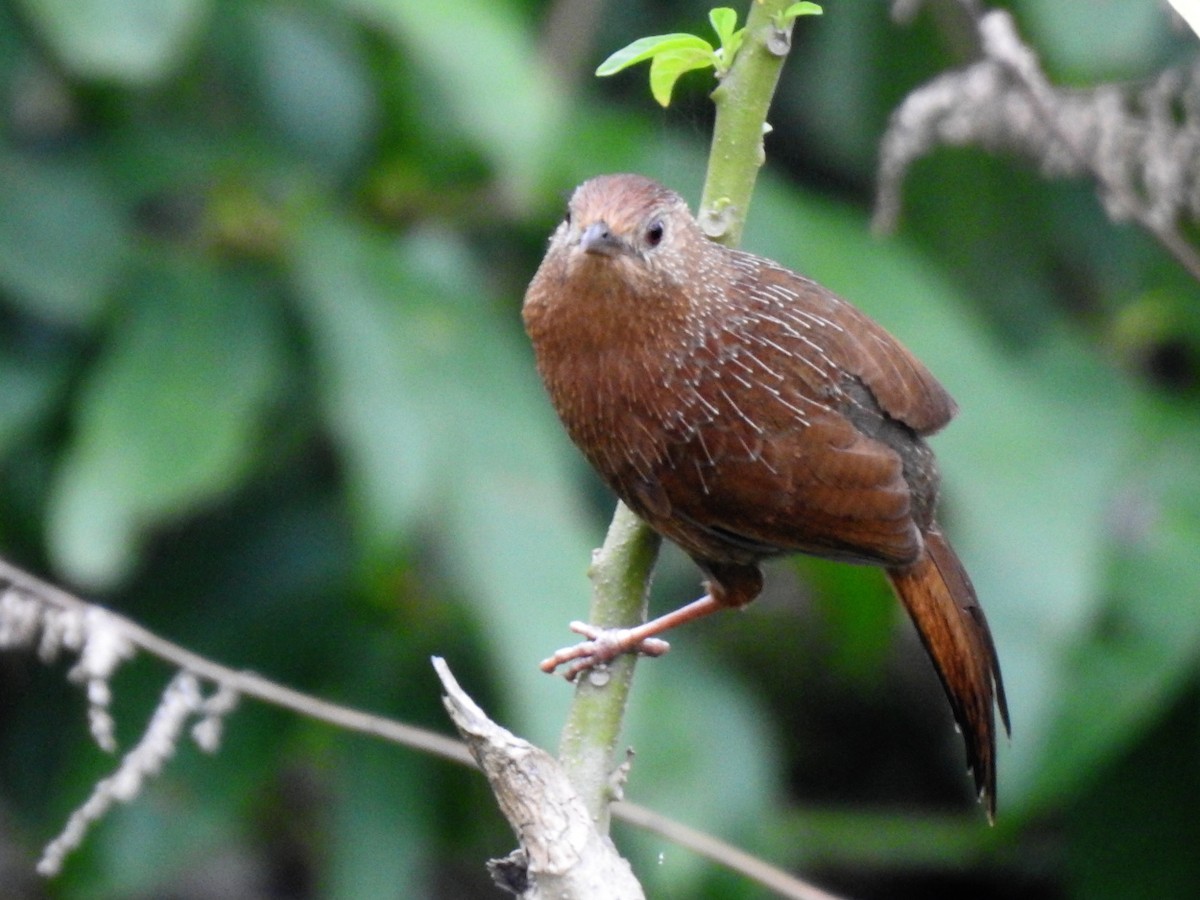 Bhutan Laughingthrush - ML636929684