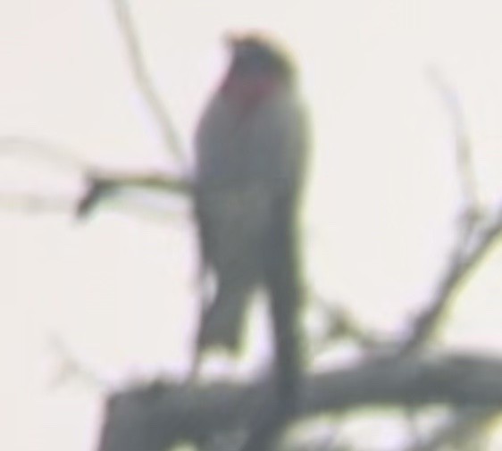Rose-breasted Grosbeak - ML636929705