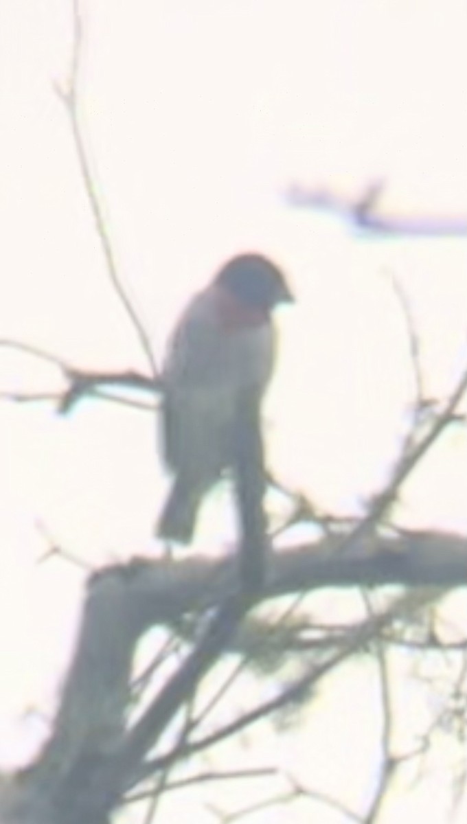 Rose-breasted Grosbeak - ML636929706