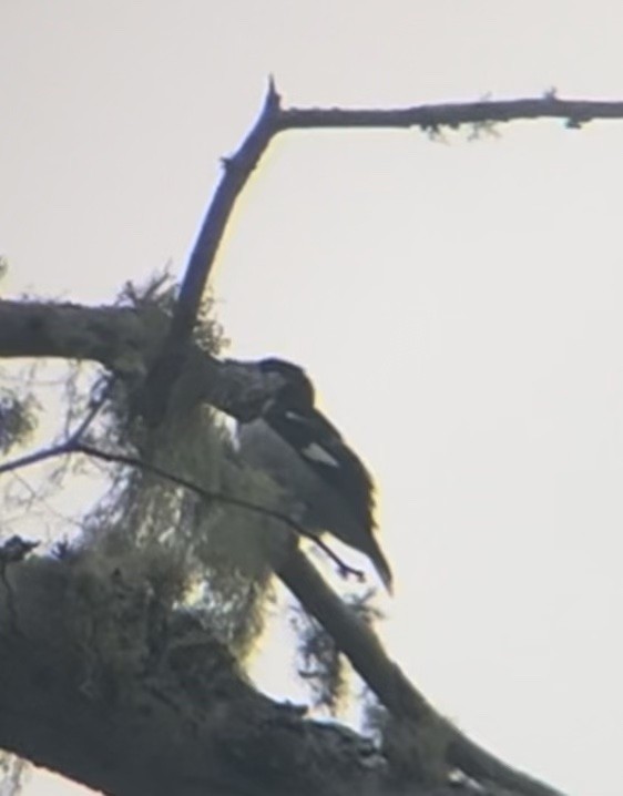 Rose-breasted Grosbeak - ML636929707