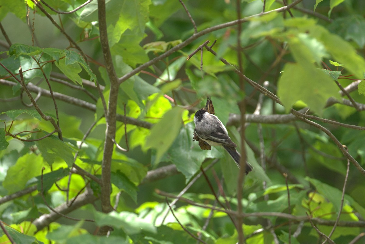 Black-capped Chickadee - ML636929755