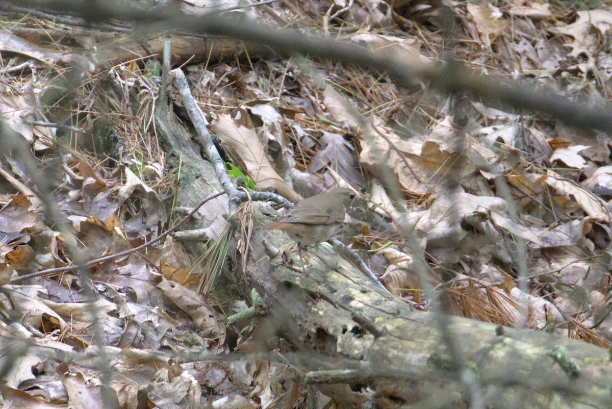Veery - ML636929863