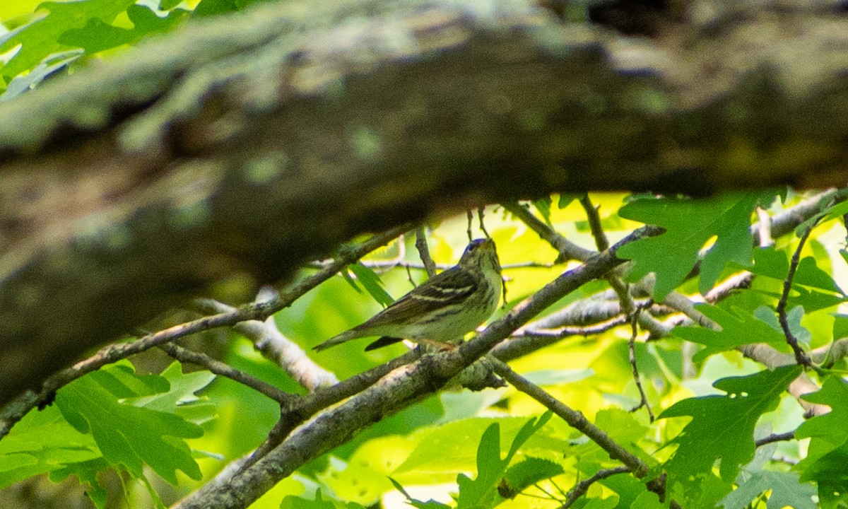 Blackpoll Warbler - ML636929933