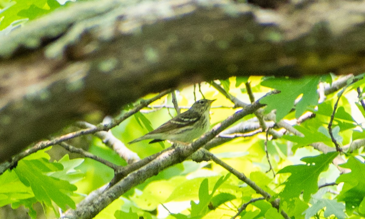 Blackpoll Warbler - ML636929934