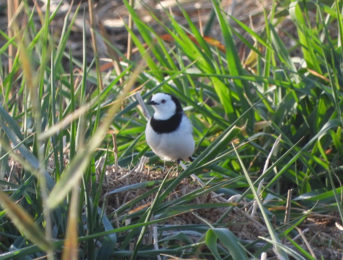 White-fronted Chat - ML636930063