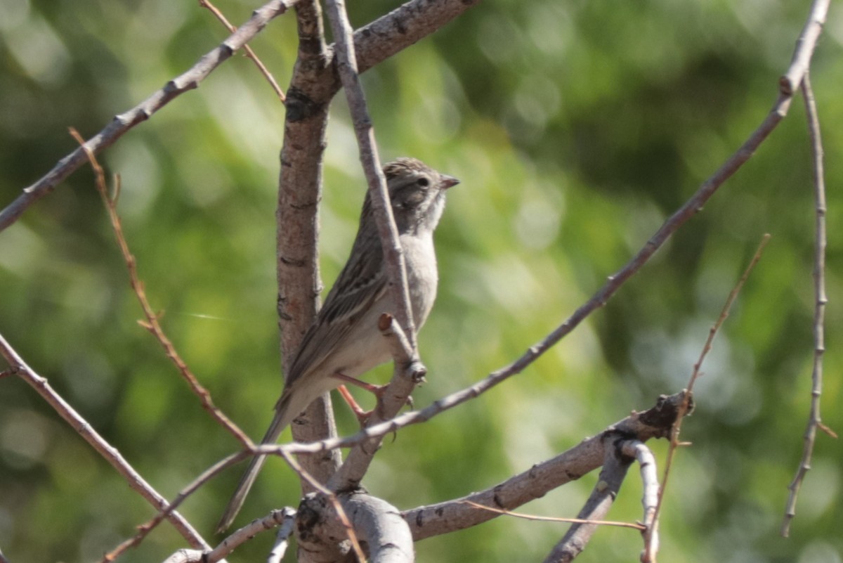 Brewer's Sparrow - ML636930064