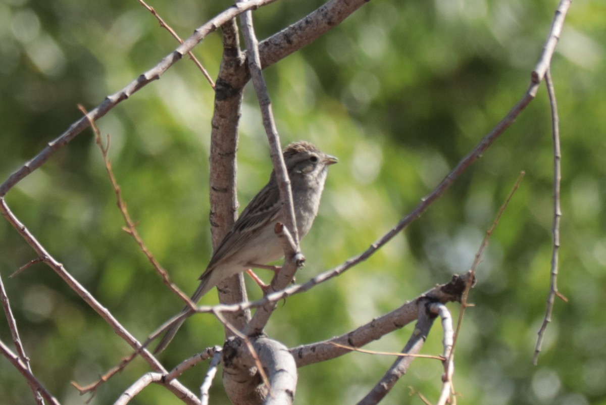 Brewer's Sparrow - ML636930065