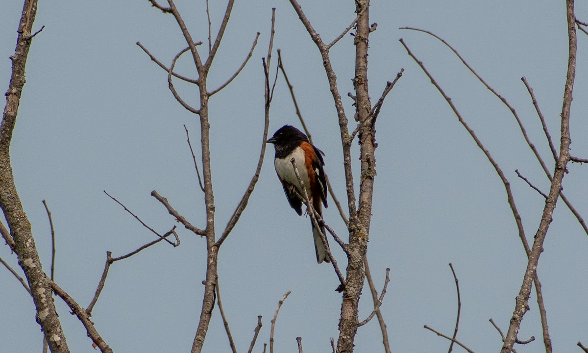 Eastern Towhee - ML636930084