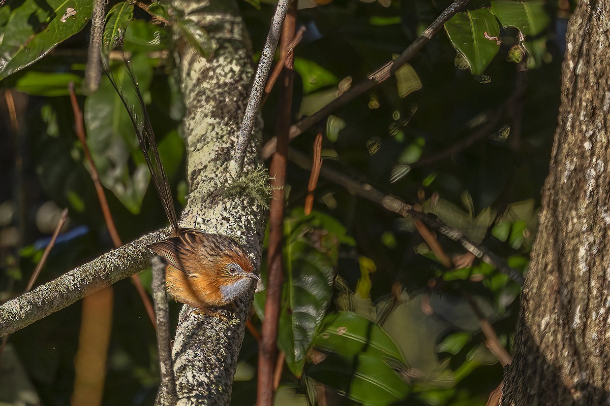Southern Emuwren - ML636930118