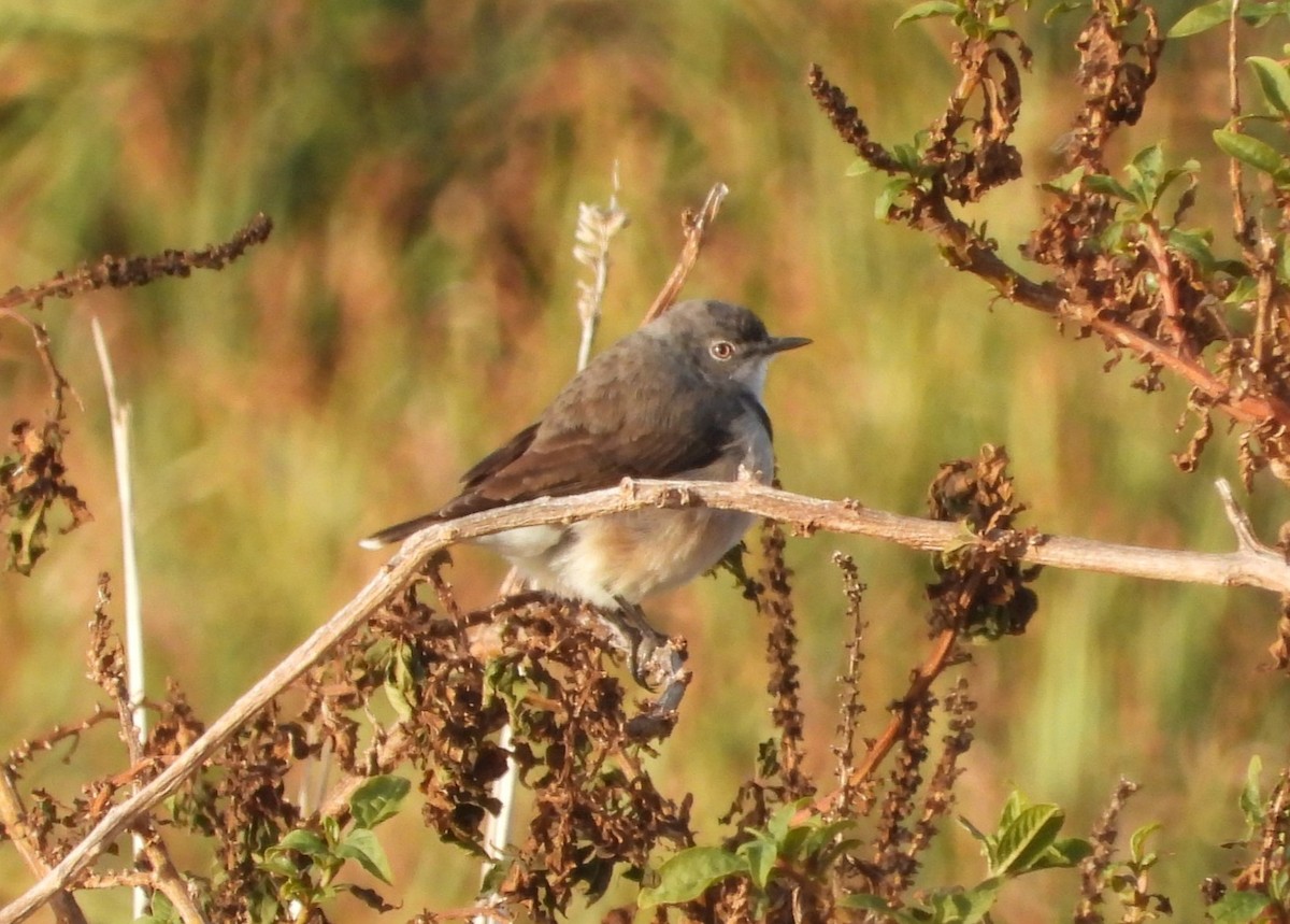 White-fronted Chat - ML636930123