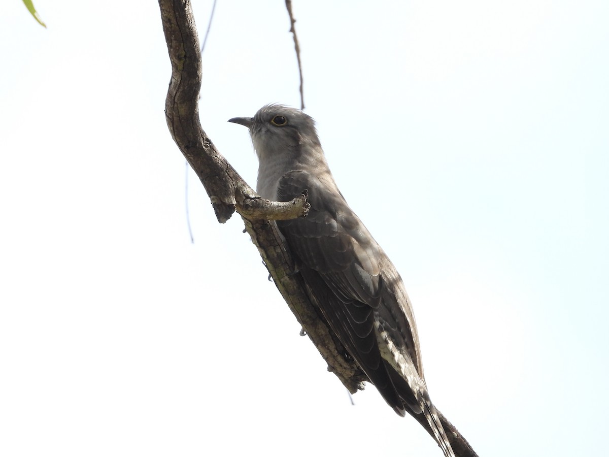 Pallid Cuckoo - ML636930135